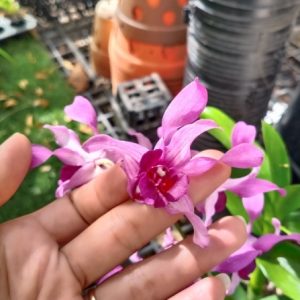 Dendro nắng Lưỡi Bò Tím - Cây tơ sắp cho hoa