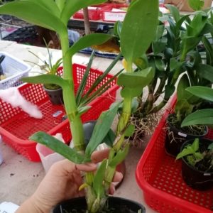 Dendro nắng Lưỡi Bò Tím - Cây tơ sắp cho hoa