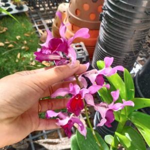 Dendro nắng Lưỡi Bò Tím - Cây tơ sắp cho hoa