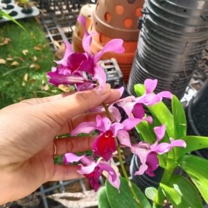 Dendro nắng Lưỡi Bò Tím - Cây tơ sắp cho hoa