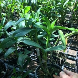 Dendro nắng Lưỡi Bò Tím - Cây tơ sắp cho hoa