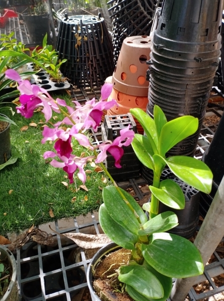 Dendro nắng Lưỡi Bò Tím - Cây tơ sắp cho hoa