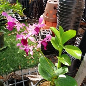 Dendro nắng Lưỡi Bò Tím - Cây tơ sắp cho hoa