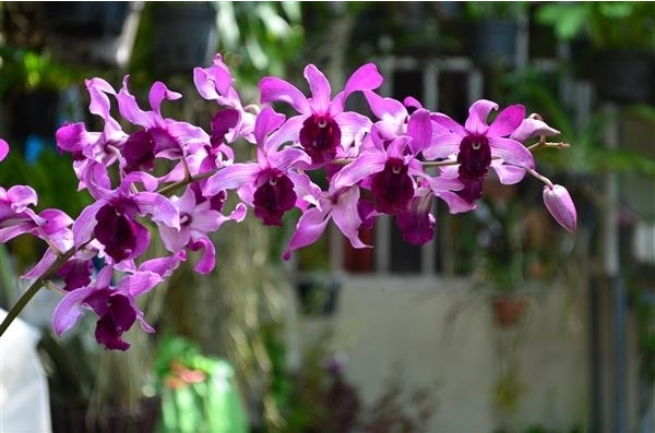 Dendro nắng Lưỡi Bò Tím - Cây tơ sắp cho hoa