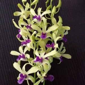 Chậu cây lan Dendro nắng xưa Uthai - giống nhập Thái - hoa cực thơm, bền tới 1 tháng