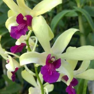 Chậu cây lan Dendro nắng xưa Uthai - giống nhập Thái - hoa cực thơm, bền tới 1 tháng