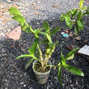 Chậu cây lan Dendro xuân nhiều thân, cho hoa Tết hàng năm - hoa bền đẹp tới 2 tháng