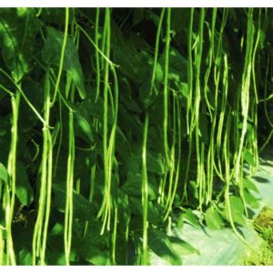 Gói 20g đậu đũa Đài Loan hạt trắng