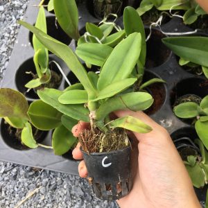 [Cây giống] Lan Cattleya cam A3 bông chùm - giống nhập Thái khoẻ đẹp