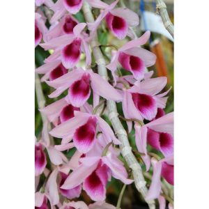 [Chậu lớn] Giả hạc Di Linh Xuân mầm gốc năm 3 nhiều thân rất đẹp