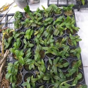 [Chậu lớn] Giả hạc Di Linh Xuân mầm gốc năm 3 nhiều thân rất đẹp