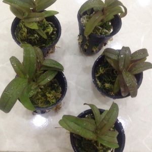 [Chậu lớn] Giả hạc Di Linh Xuân mầm gốc năm 3 nhiều thân rất đẹp