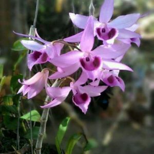 Cây giống lan Giả Hạc Di Linh Xuân - Cây giống gieo hạt năm 1 khoẻ mạnh, thường cho hoa vào mùa xuân, Thân to, hoa đẹp lâu tàn mùi hương quyến rũ.