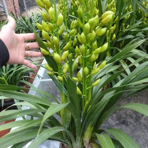 Địa Lan SaTo - 3 ngồng hoa