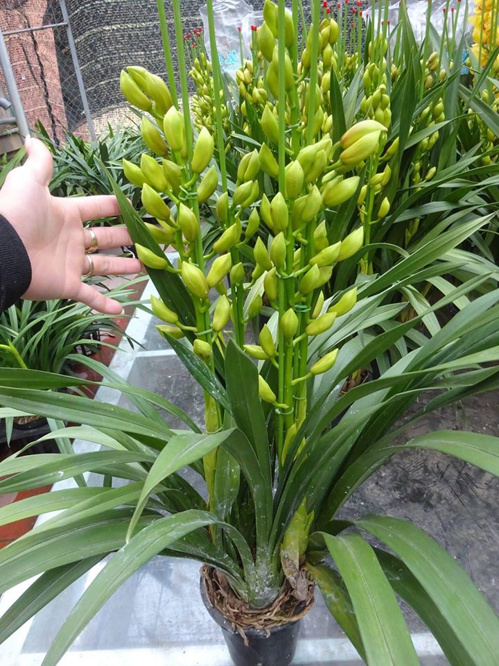 dia-lan-sato-10-min Địa Lan SaTo - 3 ngồng hoa