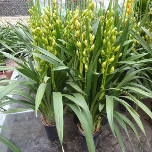 Địa Lan SaTo - 3 ngồng hoa