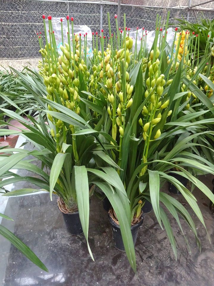 Địa Lan SaTo - 5 ngồng hoa