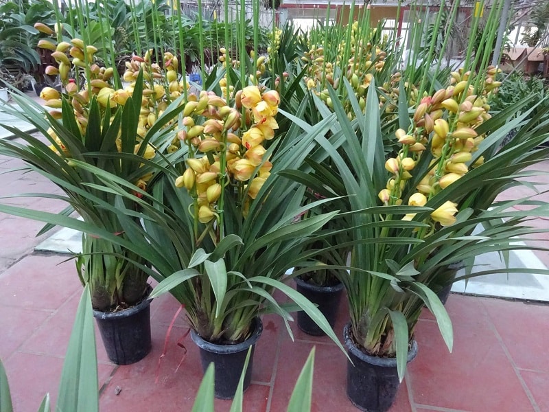 Địa Lan SaTo - 3 ngồng hoa