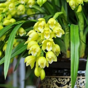 Địa Lan SaTo - 3 ngồng hoa