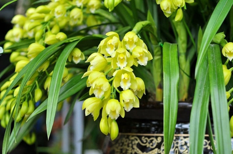 Địa Lan SaTo - 5 ngồng hoa