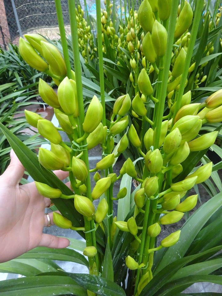 dia-lan-sato-9-min-1 Địa Lan SaTo - 5 ngồng hoa