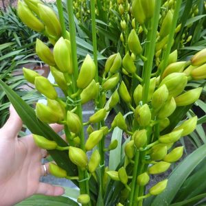 Địa Lan SaTo - 5 ngồng hoa