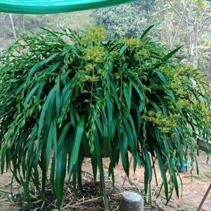 Địa lan trần mộng cây tơ