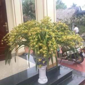 Địa lan trần mộng cây tơ