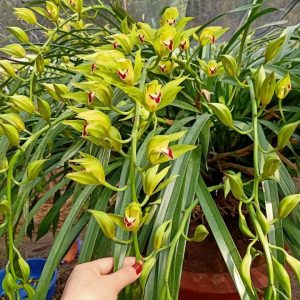 Địa lan trần mộng cây tơ