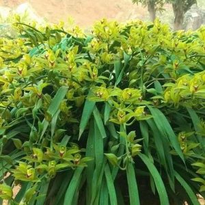 Địa lan trần mộng cây tơ