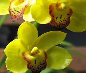 Địa Lan SaTo - 3 ngồng hoa