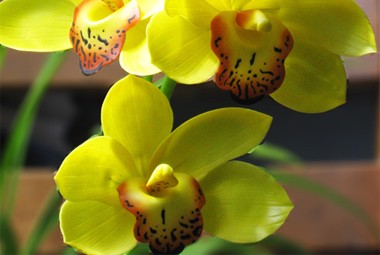 Địa Lan SaTo - 3 ngồng hoa