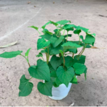 Chậu cây rau diếp cá/dấp cá - Rau ăn sống hằng ngày