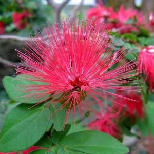Cây điệp lào, cây cho hoa quanh năm, thân dẻo dễ tạo dáng bonsai - Calliandra