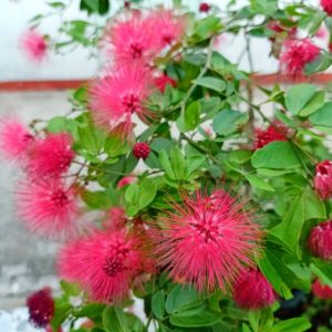 Cây điệp lào, cây cho hoa quanh năm, thân dẻo dễ tạo dáng bonsai - Calliandra