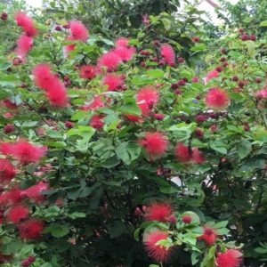 Cây điệp lào, cây cho hoa quanh năm, thân dẻo dễ tạo dáng bonsai - Calliandra