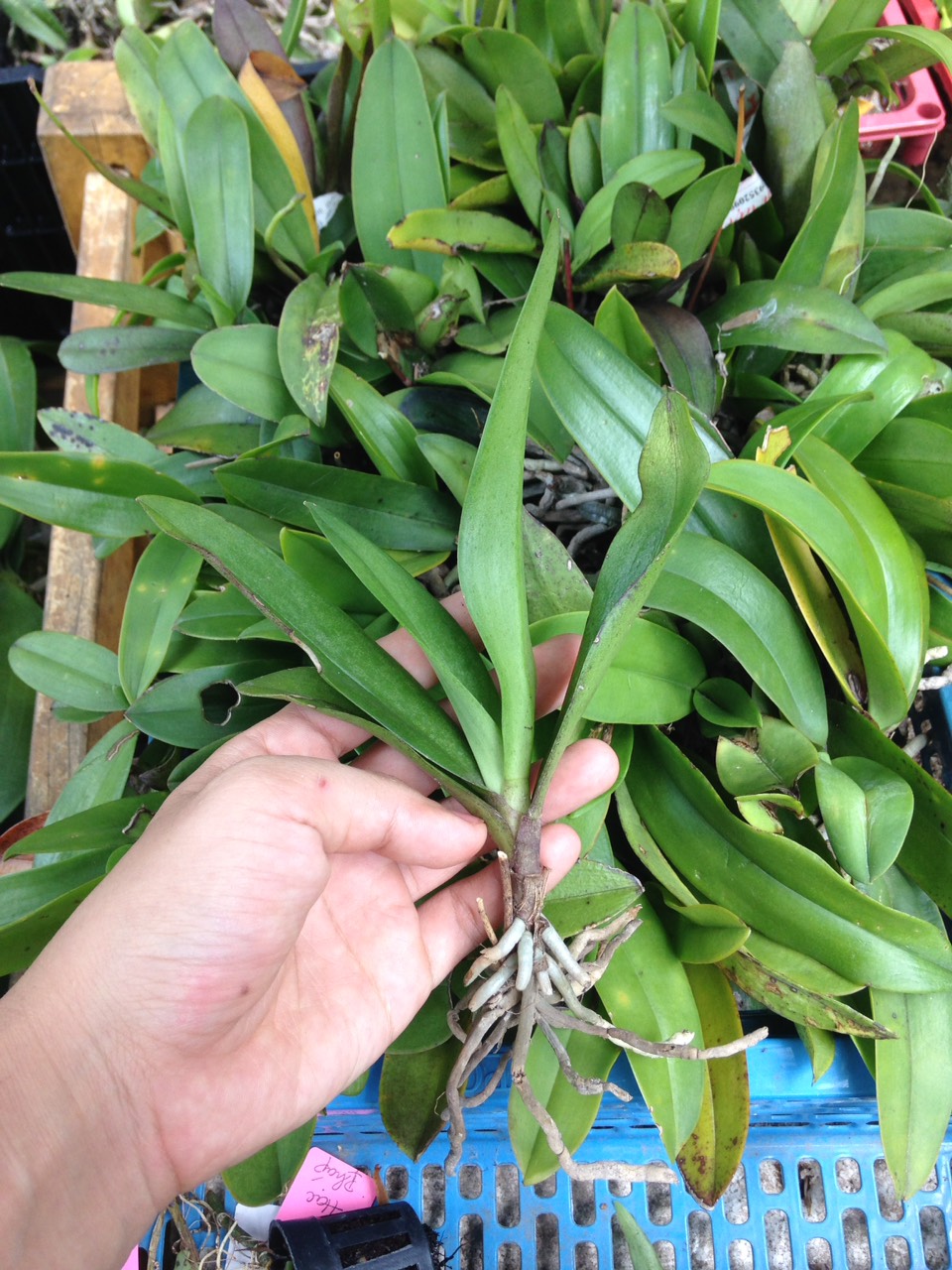 Lan Rừng - Tiểu Hồ Điệp Mini - Cây to sắp hoa