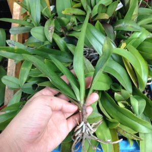 Lan Rừng - Tiểu Hồ Điệp Mini - Cây giống khoẻ, dễ trồng