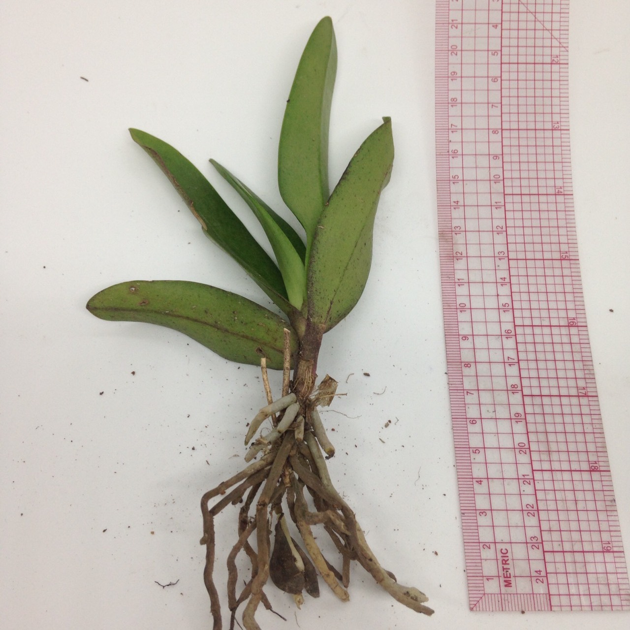 Lan Rừng - Tiểu Hồ Điệp Mini - Cây to sắp hoa