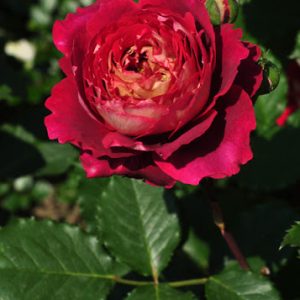 [Cây giống hoa] Hồng Docteurs Massad rose size chậu C9 - CayGiongTot