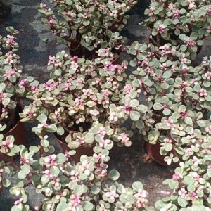 Châu cây sen đá Dolla hồng cẩm thạch bụi lớn