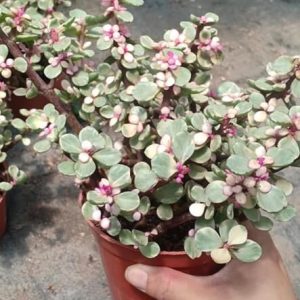 Châu cây sen đá Dolla hồng cẩm thạch bụi lớn