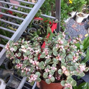 Châu cây sen đá Dolla hồng cẩm thạch bụi lớn