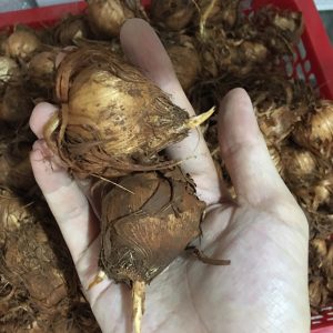 Combo 10 củ giống hoa dơn lúa (Lay ơn lúa) - Giống hoa lay ơn rừng trồng khoảng 5 tháng cho hoa.