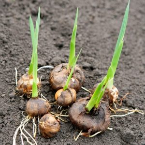 Combo 10 củ giống hoa dơn lúa (Lay ơn lúa) - Giống hoa lay ơn rừng trồng khoảng 5 tháng cho hoa.