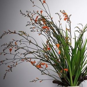 Combo 10 củ giống hoa dơn lúa (Lay ơn lúa) - Giống hoa lay ơn rừng trồng khoảng 5 tháng cho hoa.