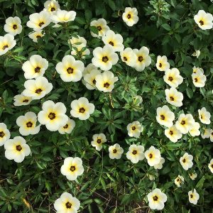 Cây giống Cây Đông hầu - Dừa kem