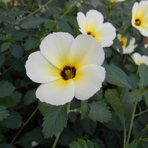 Cây giống Cây Đông hầu - Dừa kem