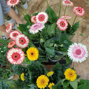 Chậu cây hoa đồng tiền Hà Lan thân cao đủ màu