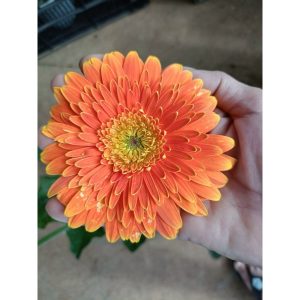 Chậu cây hoa đồng tiền Hà Lan thân cao đủ màu